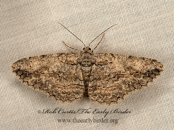 Anavitrinella pampinaria  COMMON GRAY 9051451z