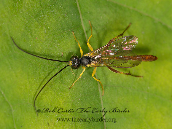 Dusona  CAMPOPLEGINAE ICHNEUMON WASP 9041370z