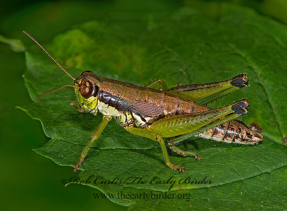 Melanoplus gracilis  GRACEFUL GRASSHOPPER 8007906z