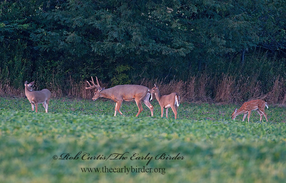 Odocoileus virginianus  WHITE-TAILED DEER 3004040z
