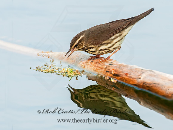 Parkesia noveboracensis  NORTHERN WATERTHRUSH 3007669z