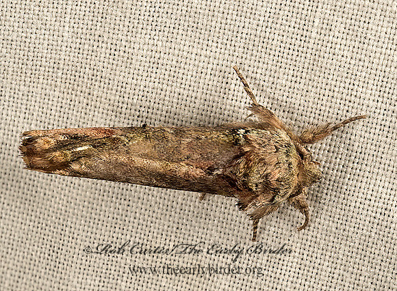 Schizura unicornis  UNICORN CATERPILLAR MOTH 9050221z