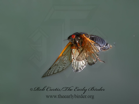 Magicicada cassinii CASSIN'S CICADA 9089023z