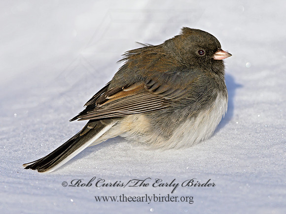 Junco hyemalis  DARK-EYED JUNCO 1300831z