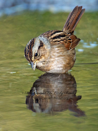Melospiza georgiana  SWAMP SPARROW 9005773z