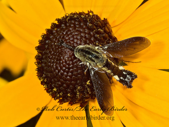 Lepidophora lepidocera  ECLIMINAE BEE FLY 5012452z