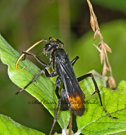 Entypus unifasciatus 6013238z