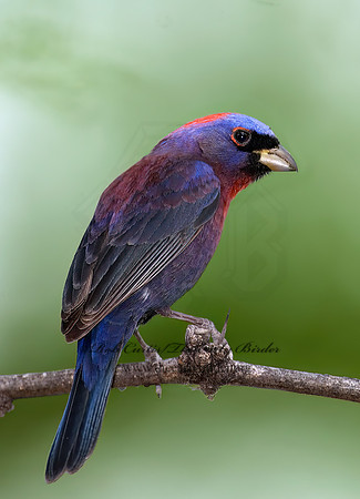 Passerina versicolor  VARIED BUNTING 7008093z