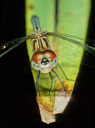 Pachydiplax longipennis BLUE DASHER 260814z