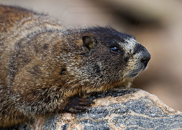 Marmota flaviventris  YELLOW-BELLIED MARMOT 7010499z