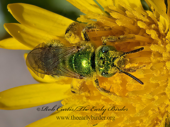 Agapostemon angelica or texanus  STRIPED SWEAT BEE  3025689 z