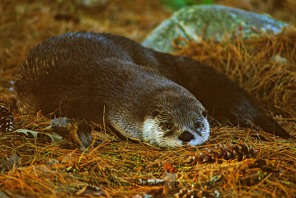 Lontra canadensis  RIVER OTTER 214214z