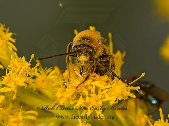Melissodes�trinodis~  LONG-HORNED BEE 9053390z