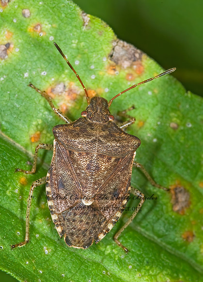 Euschistus tristigmus  DUSKY STINGBUG 6015985z