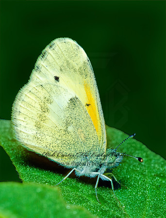 Nathalis iole  Dainty Sulphur 168928z