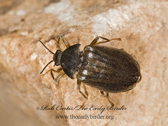 Psephenus herricki  8015829z