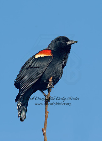 Agelaius phoeniceus  RED-WINGED BLACKBIRD 8001287z