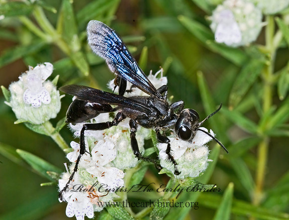 Isodontia 6012560z