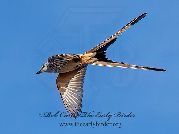 Tyrannus forficatus SCISSOR-TAILED FLYCATCHER 9091932z