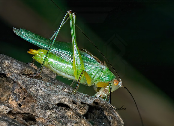 Orchelimum nigripes  BLACK-LEGGED MEADOW KATYDID 5013744 Mz