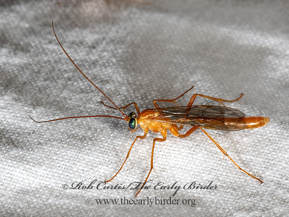 Netelia  PHYTODIETINI ICHNEUMON 3039316z