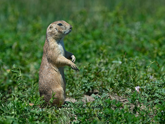 Cynomys ludovicianus  BLACK-TAILED PRAIRIE DOG 9061597z