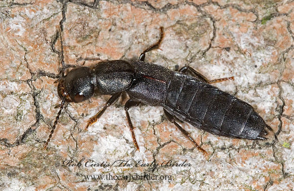 Tasgius melanarius 6009814z