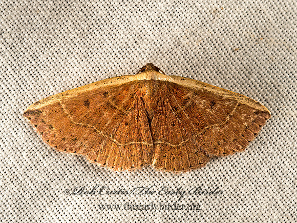 Oruza albocostaliata  THE WHITE EDGE 9050123z