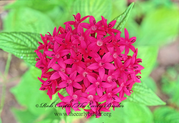 Pentas lanceolata  EGYPTIAN STARCLUSTER 165506z