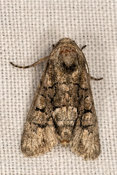 Oxycnemis grandimacula  AMPHYPYRINAE OWLET MOTH 3032033z