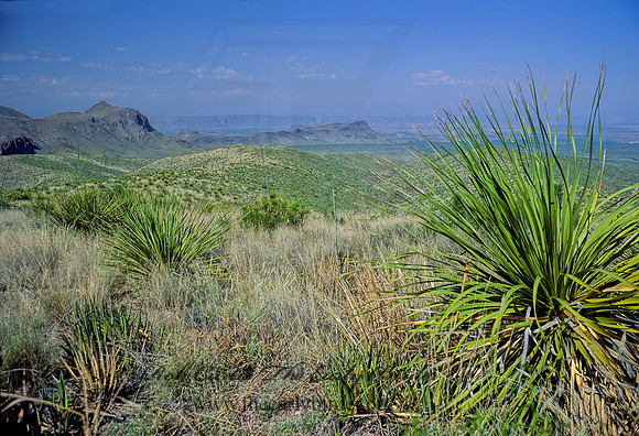 CHIHUAHUAN DESERT 71704z