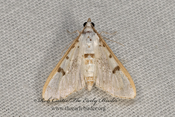 Palpita  CRAMBID SNOUT MOTH  3030748z