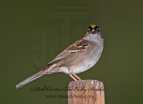 Zonotrichia atricapilla  GOLDEN-CROWNED SPARROW 8020769z