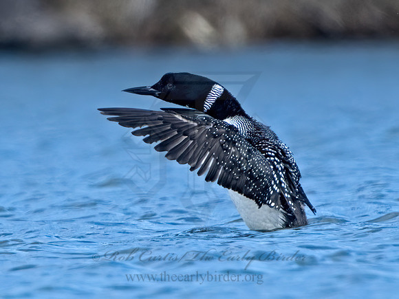 Gavia immer COMMON LOON 9075642z