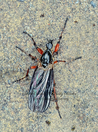 Bibio femoratus MARCH FLY 149322 Fz