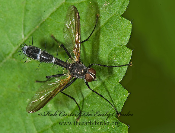 Cordyligaster septentrionalis  SOPHIINI TACHINID FLY 8007800z