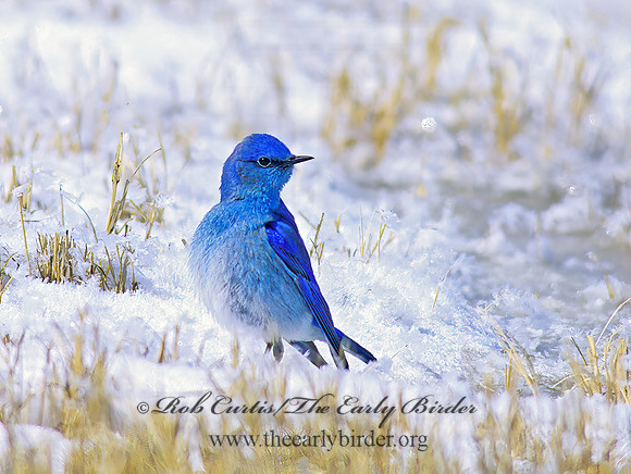 Sialia currucoides  MOUNTAIN BLUEBIRD  119333z