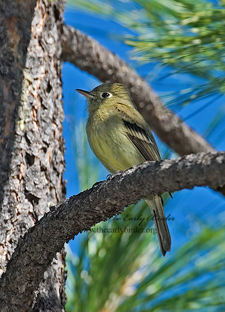 Empidonax occidentalis  CORDILLERAN FLYCATCHER 7008157z