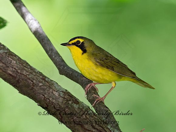 Geothlypis formosa  KENTUCKY WARBLER 9023133z