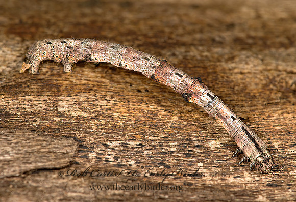 Protoboarmia porcelaria~ PORCELAIN GRAY MOTH 9023953z