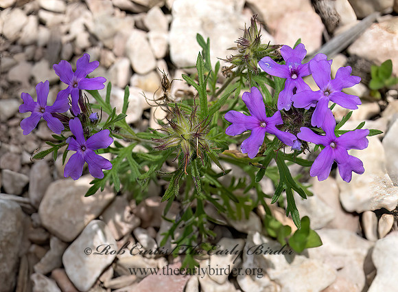 Glandularia bipinnatifida  DAKOTA MOCK VERVAIN 3039048z