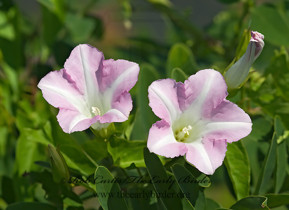 Calystegia sepium   HEDGE BINDWEED 8008100z