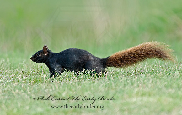Sciurus carolinensis  EASTERN GRAY SQUIRREL 6005656z
