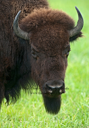 Bison bison  BISON 8023954z
