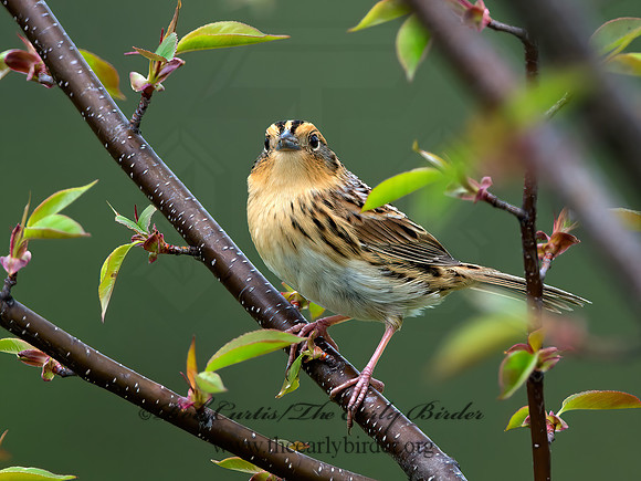 Ammospiza leconteii  LE CONTE'S SPARROW 9028957z