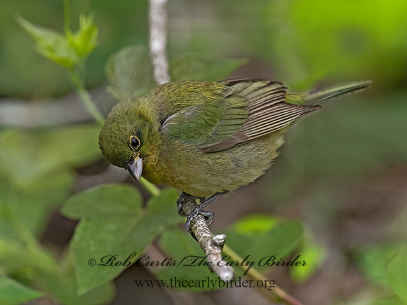Passerina ciris  PAINTED BUNTING 3030435z