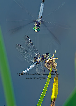 Pachydiplax longipennis BLUE DASHER 8015076z