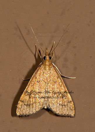 Udea rubigalis CELERY LEAFTIER MOTH 8017460z