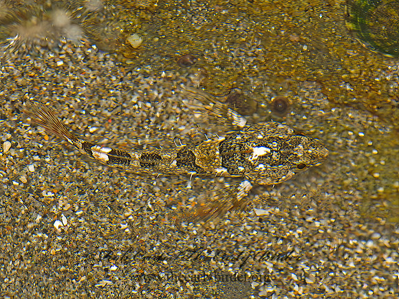 Oligocottus maculosus  TIDEPOOL SCULPIN 9059368z