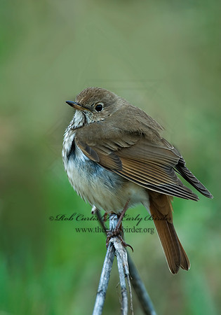Catharus guttatus  HERMIT THRUSH 6002125z